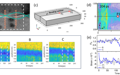 Ultrafast imaging of photo-induced phonon dynamics in a Weyl semimetal